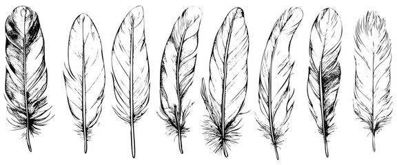 Poster - Set of bird feathers. Hand drawn illustration converted to vector