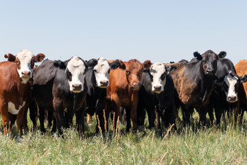 Wall Mural - Herd of cows