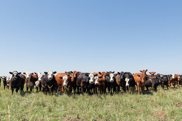 Wall Mural - Herd of cows