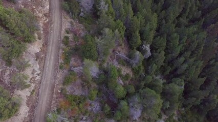 Sticker - Aerial top view of the dirt route across the green pine trees forest at sunset. 