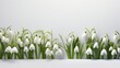A neat row of snowdrop flowers lines the foreground, their purity signaling the end of winter.
