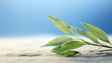 Fototapeta Sypialnia - Fresh olive leaves against a serene blue background, a symbol of peace and a fresh start.