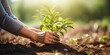 Hands planting a tree, fostering environmental growth and promoting eco-friendly agriculture and conservation.