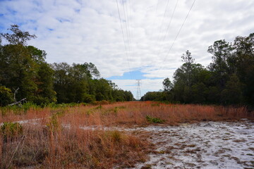 Wall Mural - The winter landscape of Florida Trail