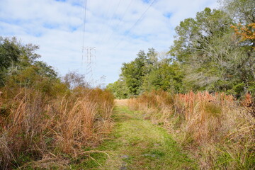 Wall Mural - The winter landscape of Florida Trail