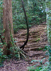 Canvas Print - Sinharaja Forest Reserve, Sabaragamuwa and Southern Provinces, Sri Lanka