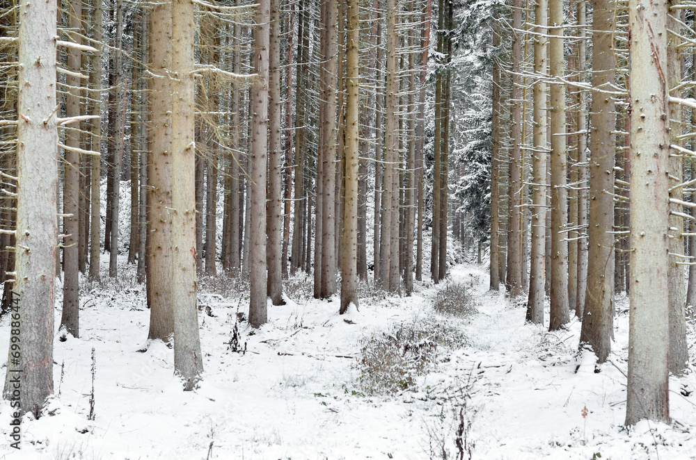 Trees covered with snow in park on winter day