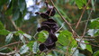 Archidendron pauciflorum (Blackbead, Dog Fruit, Djenkol tree, Luk Nieng Tree, Ngapi Nut, Pithecellobium lobatum Benth, djengkol, jengkol) on the tree