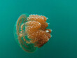 Golden Jellyfish, Palau, Jellyfish Lake