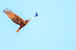 夕方ねぐら入りする飛翔する美しいチュウヒ（タカ科）。

日本国栃木県栃木市、渡良瀬遊水地にて。
ラムサール条約登録。
2023年12月23日撮影。

It is registered under the Ramsar Convention.
photo by December 23, 2023.

A beautiful Eastern Marsh Harrier (family comprisi