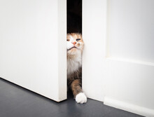 Funny Cat Opening Door By Squeezing The Body Through The Small Opening. Cute Kitty Pushing With Head And Paw Through Opening. Why Cats Want Doors Open Concept. Female Calico Cat. Selective Focus.
