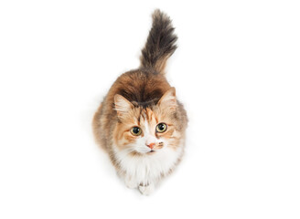 Wall Mural - Isolated cat looking up while sitting. High angle view of cute calico kitty with curious or intense body language waiting for food or watching bird. Long hair cat, calico or torbie. Selective focus.