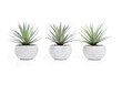 3 indoor house plants in a row with pale green long leaves in white textured pot. Small low growing succulent or cactus for home decoration. Selective focus. White background
