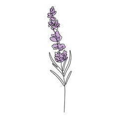 Wall Mural - Lavender continuous one line drawing. Floral flower plant