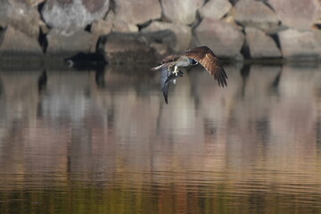 Wall Mural - osprey is hunting a fish