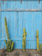 Three tall straight green cacti growing against blue wooden fence.