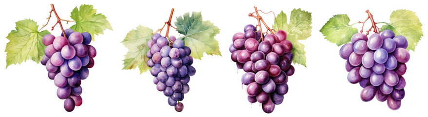 Wall Mural - Watercolor grapes png collection