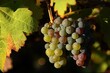 palatinate rhineland Valley Moselle grapes Ripe