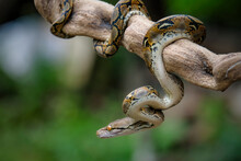 Retic Culatus Borneo Snake On The Branch