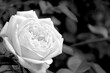 weiße rose trauer karte