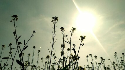 Wall Mural - mustard field against the sun. mustard field. mustard flower field