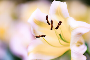 Sticker - Lily pollen in a garden