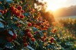 Lush Raspberry Field at Sunrise the early Light casting a Golden Glow over the Berries and Dewdrops - Fruit Berry Food Backdrop for Advertising created with Generative AI Technology