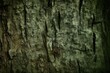 backdrop stressed mold moss trunk tree rotten old background grunge toned green close ax marks tree old