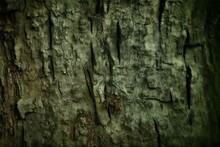 Backdrop Stressed Mold Moss Trunk Tree Rotten Old Background Grunge Toned Green Close Ax Marks Tree Old
