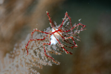 Wall Mural - Pycnogonid carrying eggs