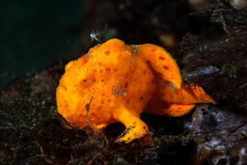 Wall Mural - Painted frogfish Antennarius pictus