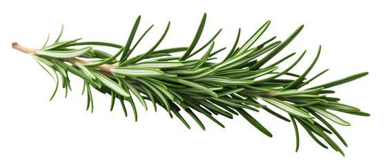 Wall Mural - Fresh rosemary twig cut out