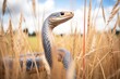 cobra standing tall in long grass