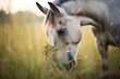 dappled grey horse nibbling on tall grass