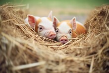 Piglets In A Nest Of Hay Bales