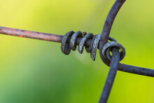 Dead Tendrils Of Vines Clinging On The Wire Fence In A Vineyard. Spiral