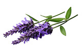 Fototapeta  - Top side closeup macro view of purple lavender flower stems with leaves, on a white isolated background