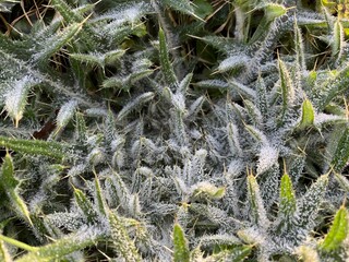 Poster - white thistle leaves covered with frost