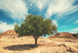 Nature landscape with a lonely olive tree in the mountain desert on a sunny day