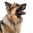portrait of german shepherd dog isolated on white or transparent background 