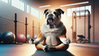 © angellodeco - Yogi Bulldog english practicing yoga lesson. Bulldog meditating in the GYM. Well being, wellness concept.