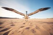 albatross with wingspan shadow on the sand