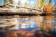rippled water near the edge of beaver lodge