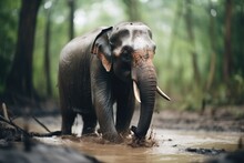 Elephant Spraying Mud On Self In Jungle