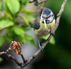 Wall Mural - The Eurasian blue tit is a small passerine bird in the tit family, Paridae. It is easily recognisable by its blue and yellow plumage and small size