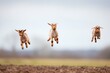 trio of kid goats jumping in unison
