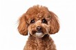 Curly red brown poodle dog looks happy and well groomed in a studio