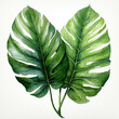 watercolor tropical leave clipart, Generative Ai