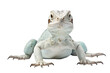 Isolated Graceful Lizard on a transparent background