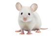 Sleek White Mouse Device on a transparent background
